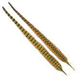 Wapsi Ringneck Tail Feathers Pair