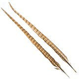 Wapsi Ringneck Tail Feathers Pair