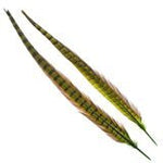 Wapsi Ringneck Tail Feathers Pair