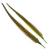 Wapsi Ringneck Tail Feathers Pair