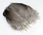 Wapsi Mallard Bronze Spey Large Select