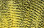 Hareline Fine Black Barred Marabou Feathers