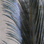 Hareline Ringneck Pheasant Tail Feathers
